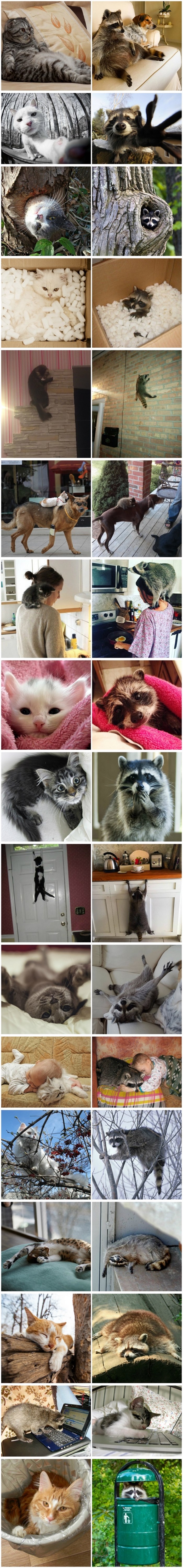 TOP 15 fotki koje dokazuju da mačke i rakuni imaju više zajedničkog nego ste mislili!