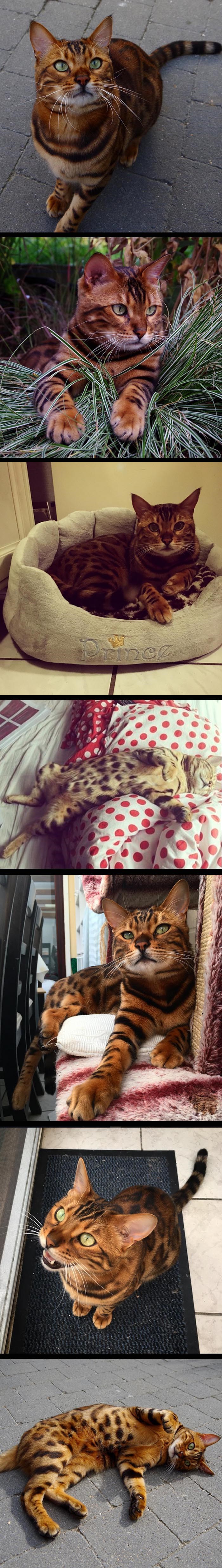 Prekrasni kućni mačak s krznom kao iz divljine