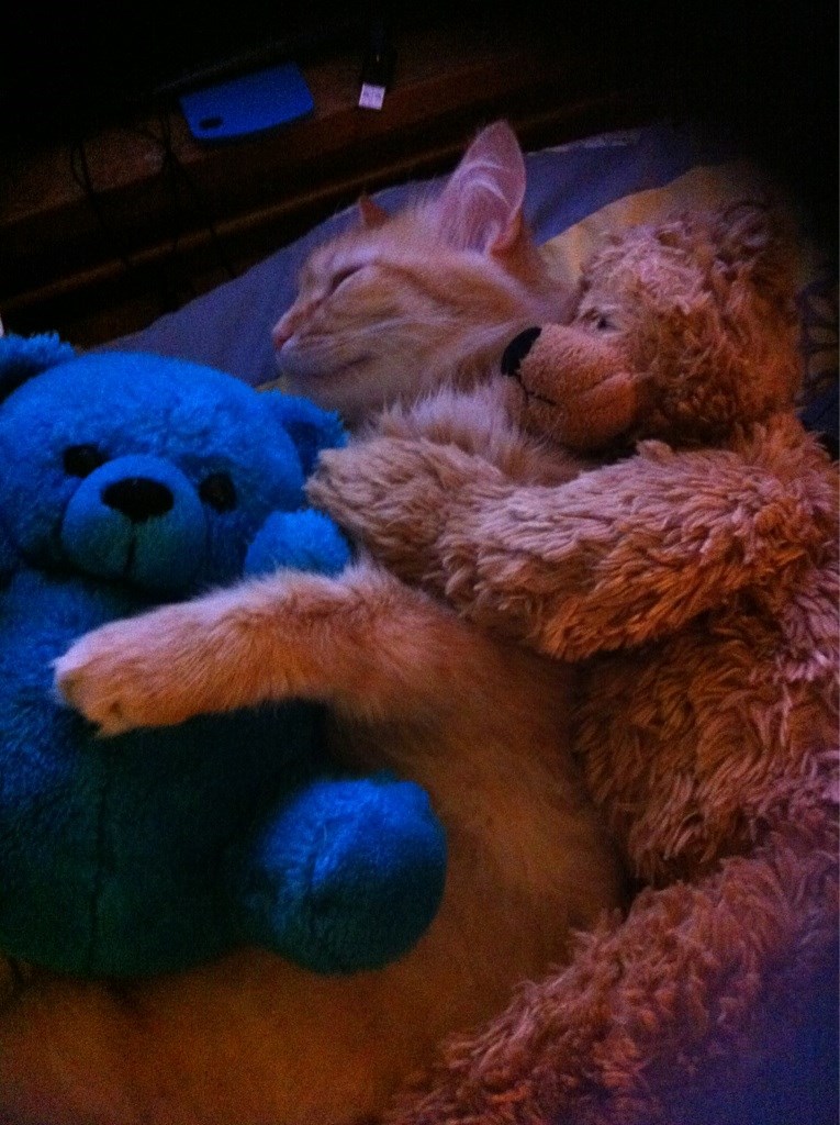 Uz medvjediće se najslađe spava