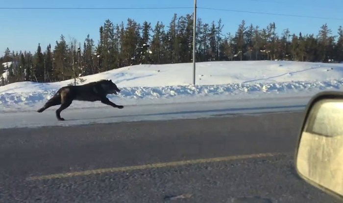 VIDEO Vozila se cestom i odjednom ugledala - vukove!