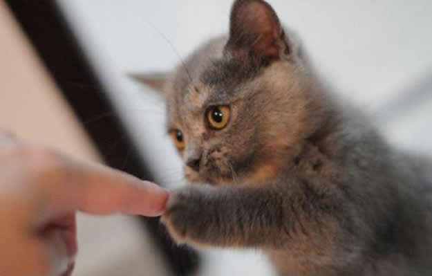 Maca dobila pet za dobro obavljen posao zezanja psa