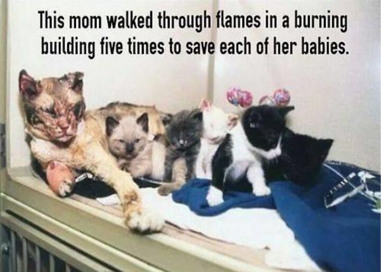 Maca koja je ušla u legendu: Hodala kroz vatru zbog mačića