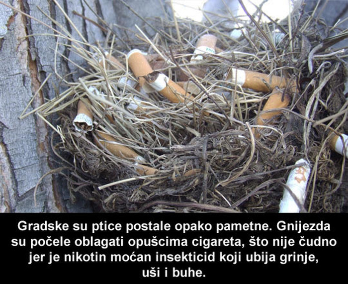 Gradske ptice naučile "koristiti" insekticide