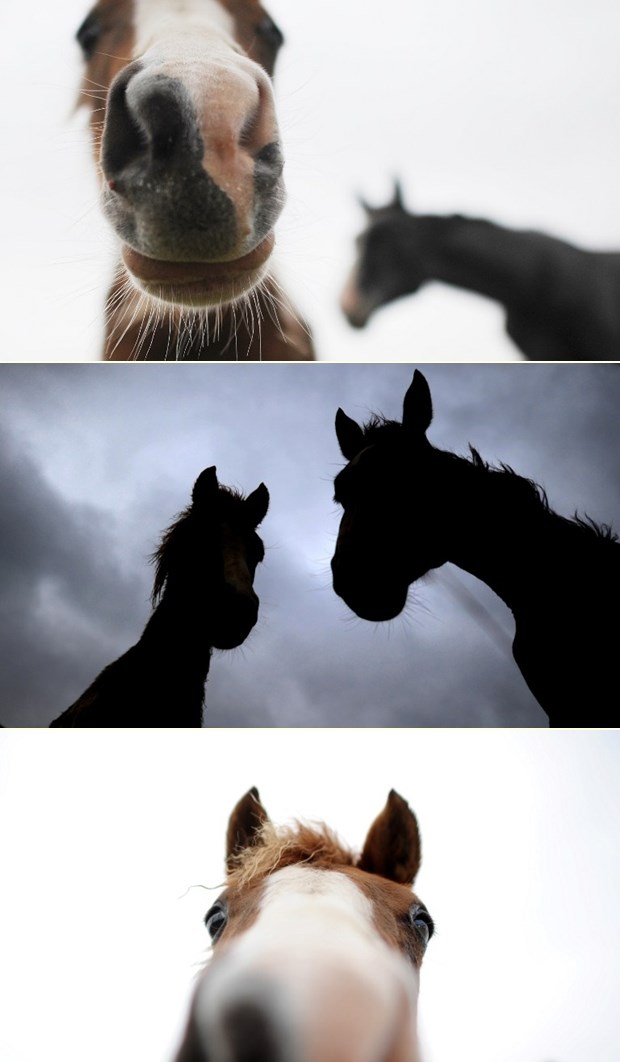 Znatiželjni konji proučavaju fotoobjektiv