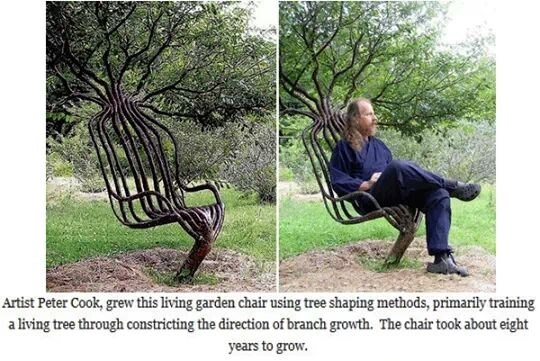 Uzgojio živi stolac