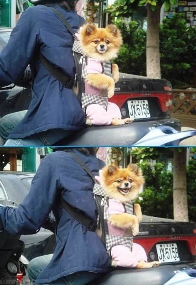 Sretni "psić-motorist" uživa u vrevi gradskih ulica