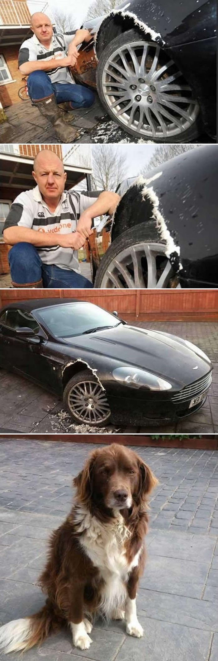 Pas mu pojeo auto