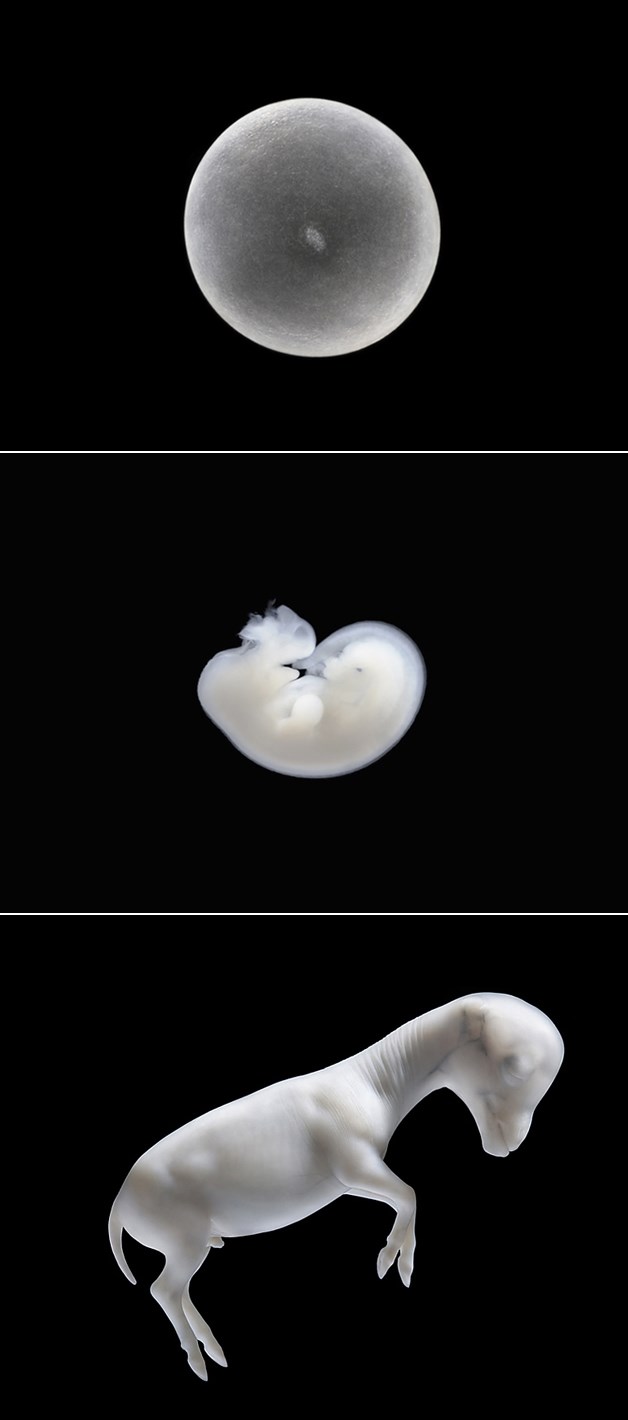 Nastanak konjića: Fotke sa 1, 30 i 65 dana starosti