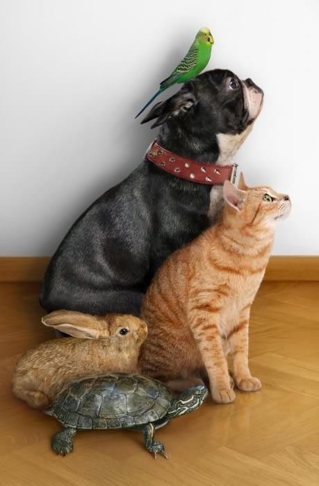 Pas, maca, zeko, kornjača i papiga - svi žive u istoj kući