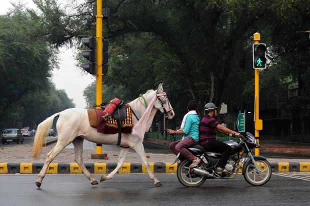 Samo u Indiji: Konja "šlepaju" mopedom