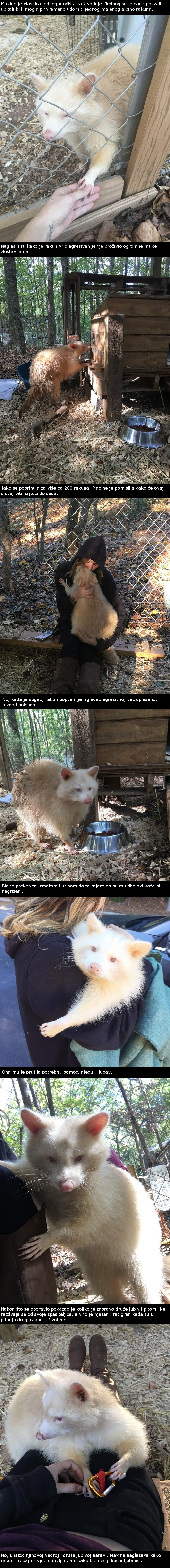 Ova je žena spasila rakuna iz strašnih uvjeta, a on joj ne prestaje pokazivati zahvalnost