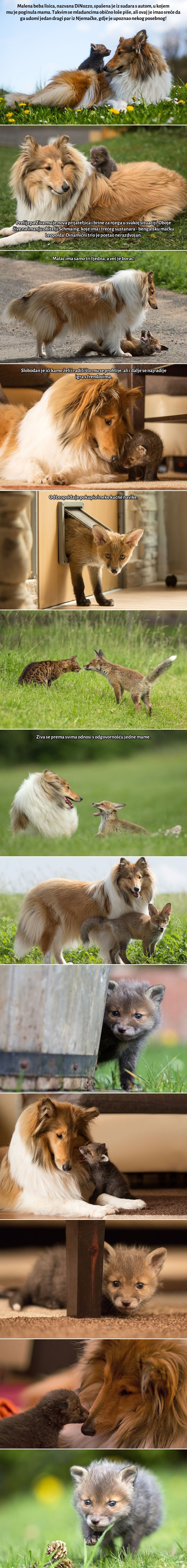 Galerija: Lisičić ostao sam na svijetu, utješila ga nova zamjenska mama pas