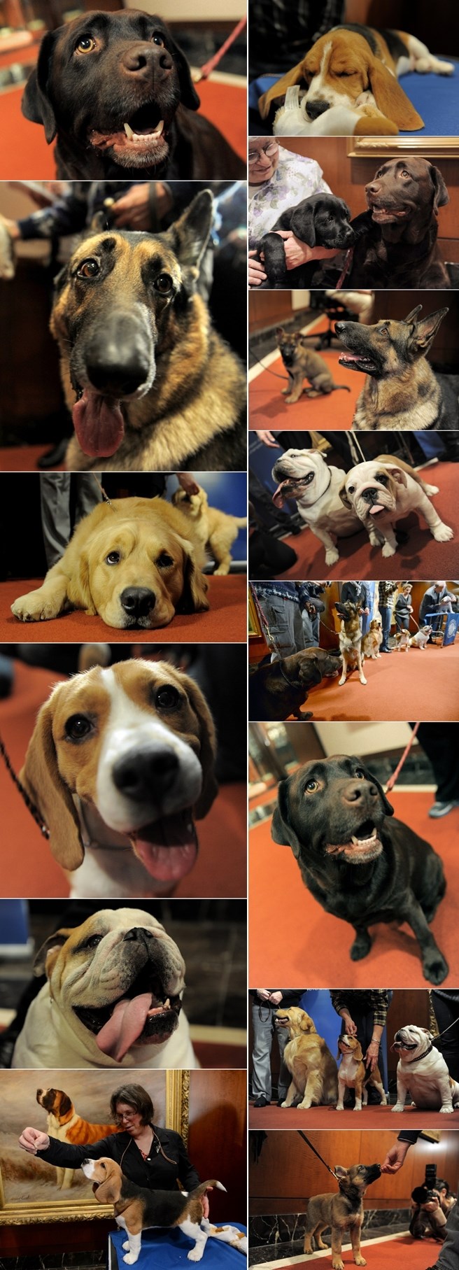 Ovo su najpopularniji psi u Americi