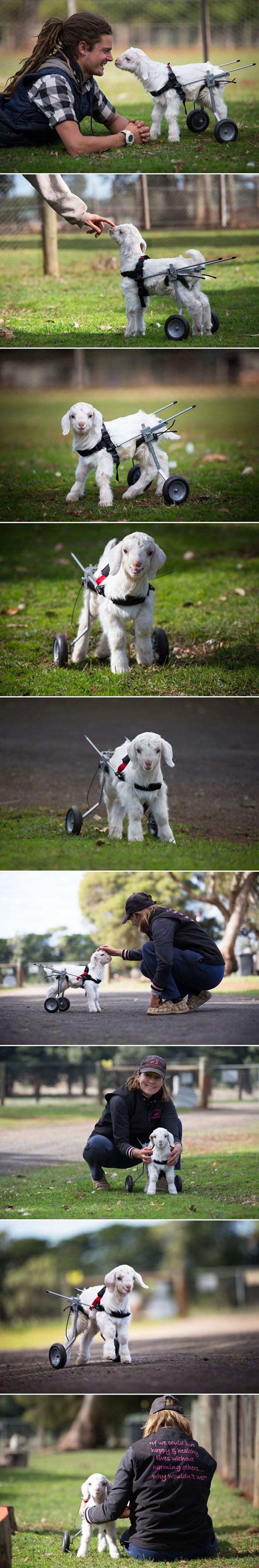 Ljupka mala koza Frostie dobila kolica za trčanje i najbolju prijateljicu