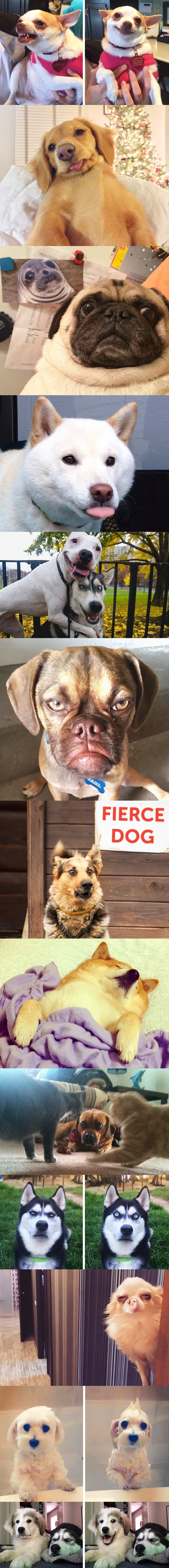 Urnebesne fotografije pasa koje će popraviti svačiji dan