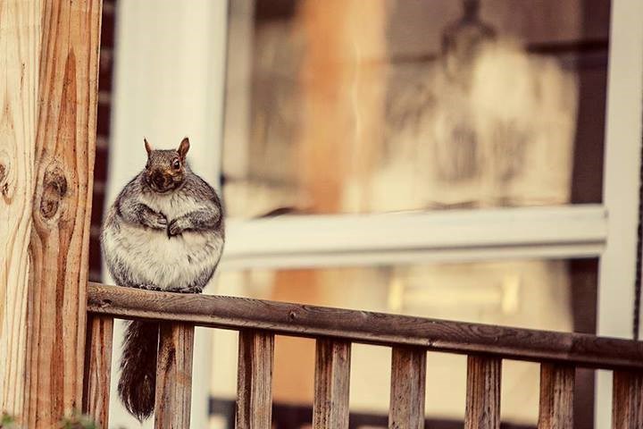Lješnjaci? Ne, nisam ni jednog dobila, debljam se od zraka!