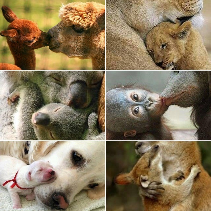 Galerija: I životinjske mame vole do smrti
