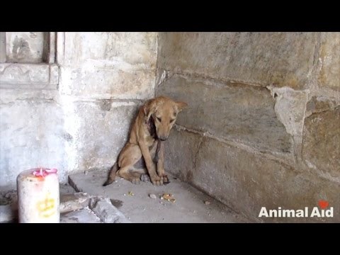 Očajni, ozbljeđeni psić molio je za pomoć u kutu jednoga hrama