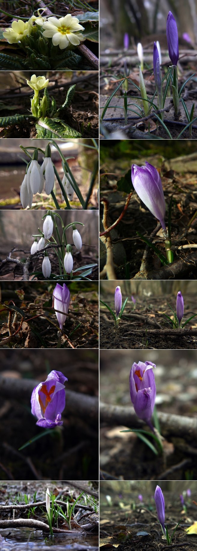 Procvjetali prvi vjesnici proljeća