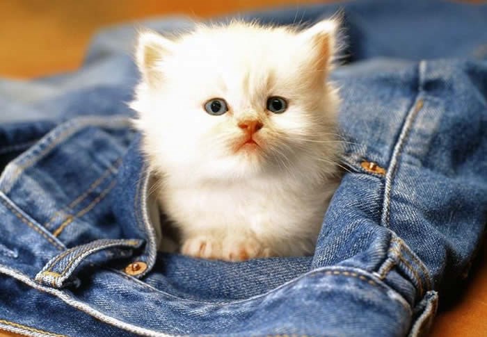 Ne ostavljaj me doma, stanem u džep i žene će te voljet!