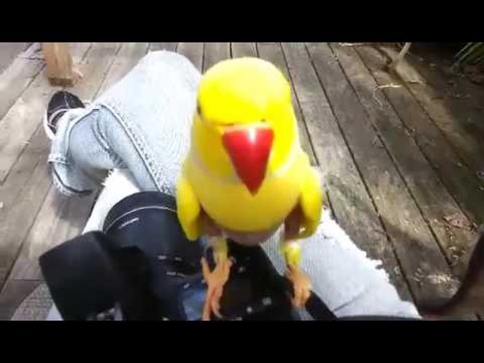 VIDEO Mala žuta papiga proizvodi preslatke zvukove dok pokušava pojesti kameru