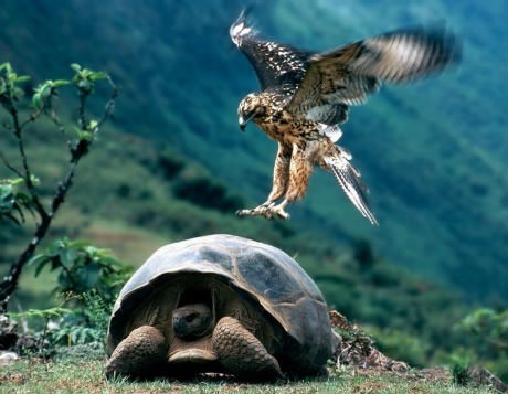 Neiskusnom sokolu oči veće od želuca