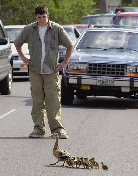 Stao i napravio kolonu da propusti pačiće preko autoputa