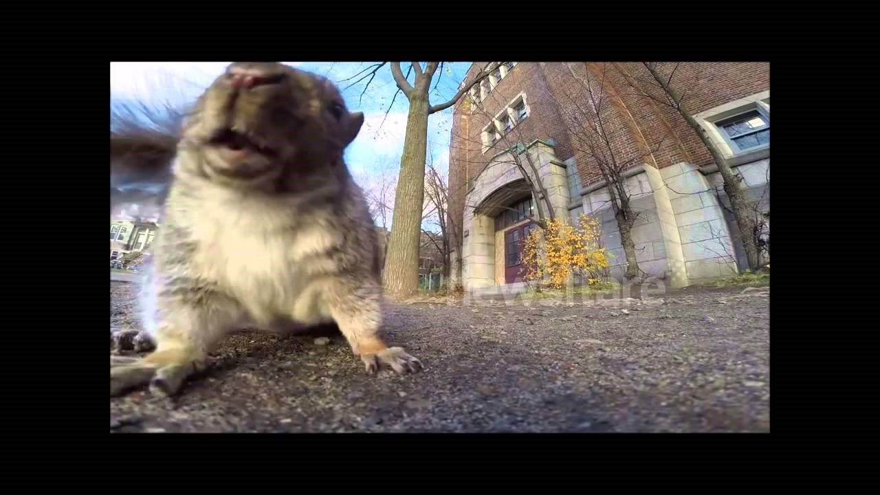 VIDEO: Ukrala mu kamericu i narugala se s drveta