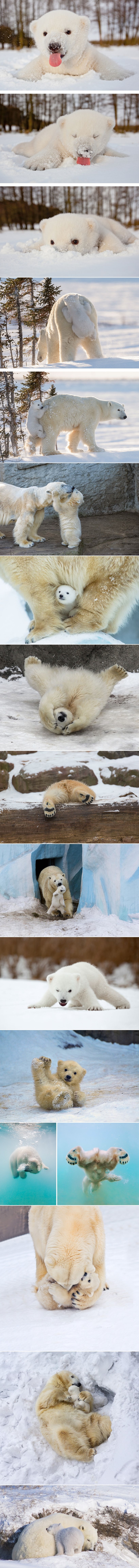 DANAS JE DAN POLARNIH MEDVJEDA: Podsjetimo se s kakvim predivnim bićima dijelimo Zemlju