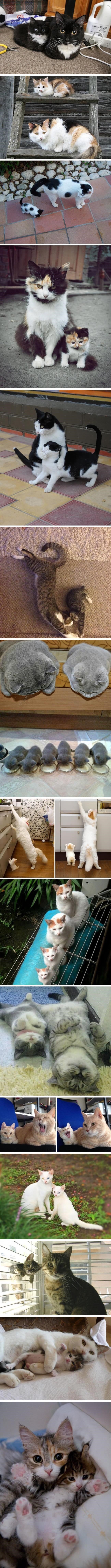 GALERIJA: Ovi mačići su minijaturne kopije svojih roditelja