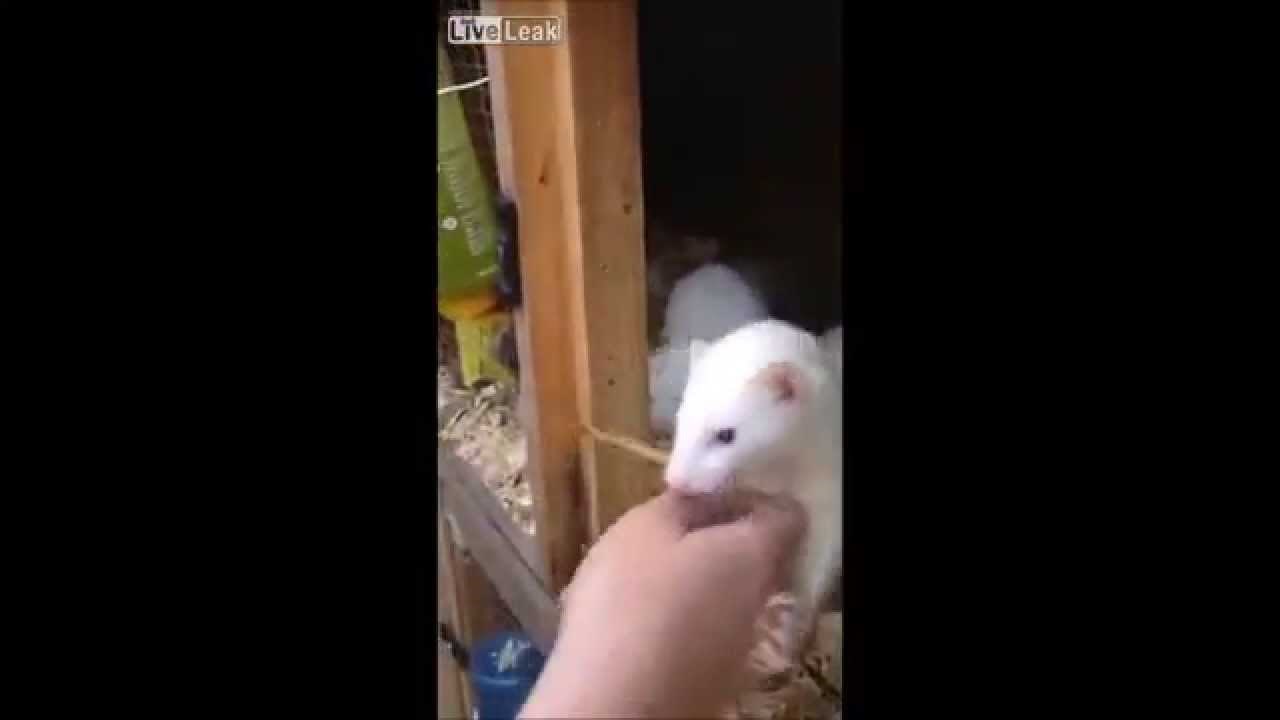 VIDEO: Preslatka zabuna brižne mame feretke