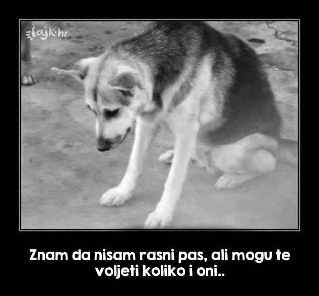 Udomi napuštenu njušku, vrijedi svake sekunde!