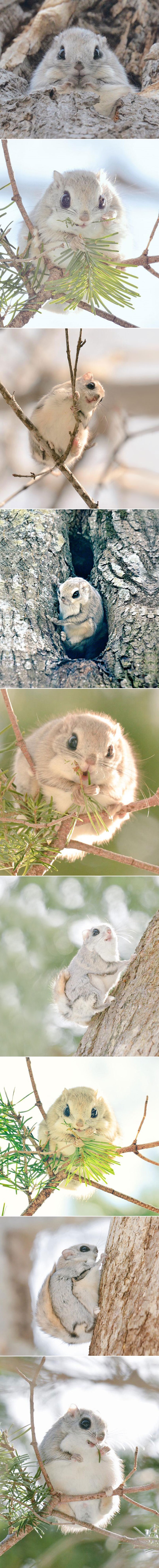 Galerija: Najslađe bićence otoka Hokkaido - ezo momonga!