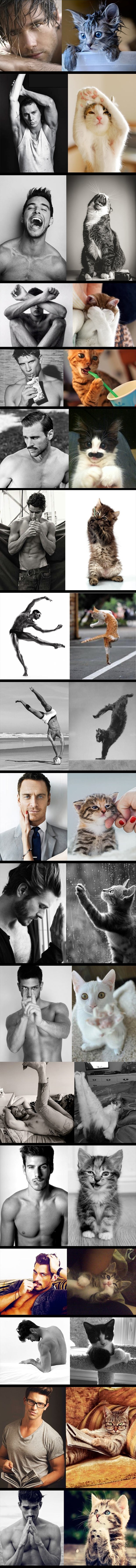 Tko je slađi, seksi frajeri ili mace?