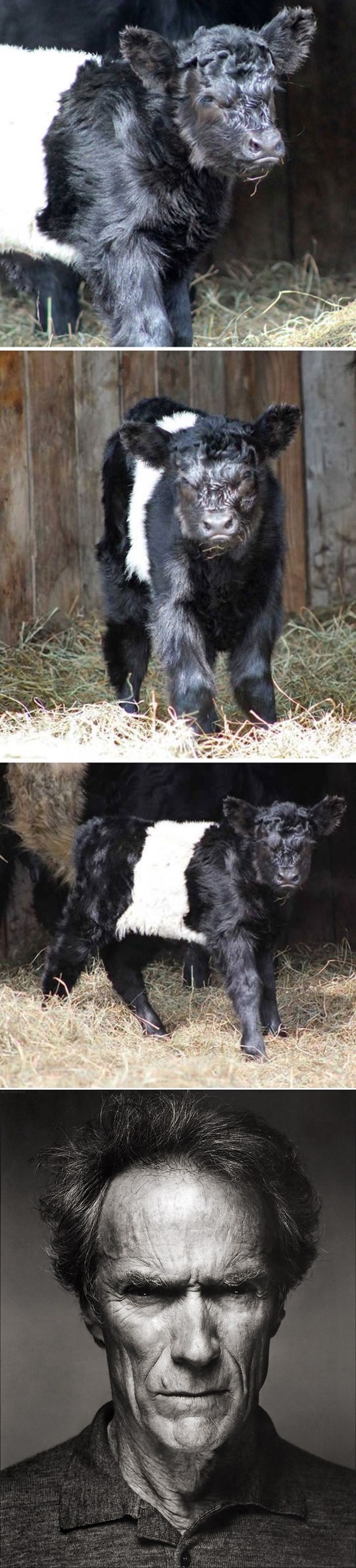 "Clint Eastwood" tele