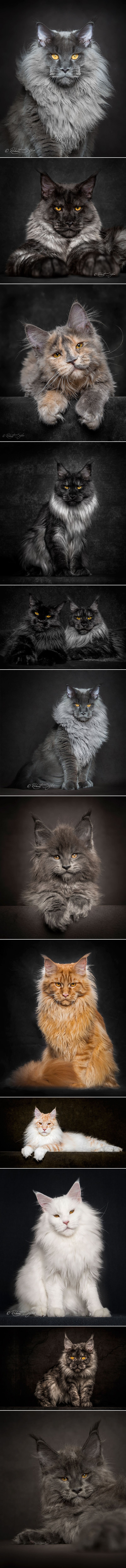 Veličanstvena ljepota najveće pripitomljene vrste mačke na svijetu uhvaćena portretima