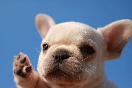 "Boook, vidimo se kad se vratiš, ja čuvam kuću, ne brini!"