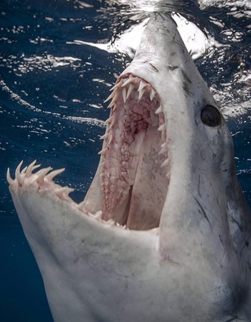 Sad je jasno zašto se ljudi boje dubokog mora