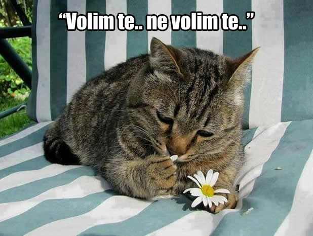 Mačke nije briga voliš li ti njih, one će o tome odlučiti