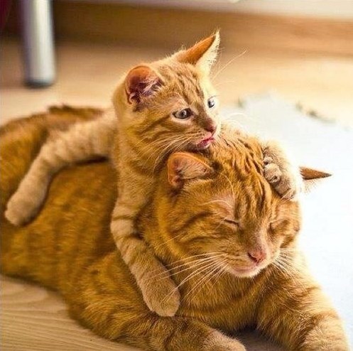 Mama, kad ti ja završim s frizurom, budeš k'o Catwoman!