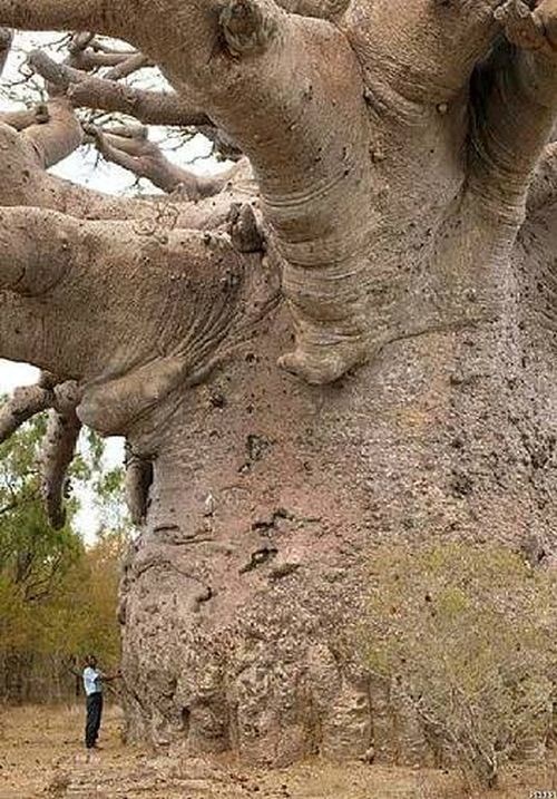 Baobab - drvo za cijelu obitelj, doslovno