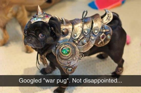 Zastrašujući borbeni mops u punom oklopu