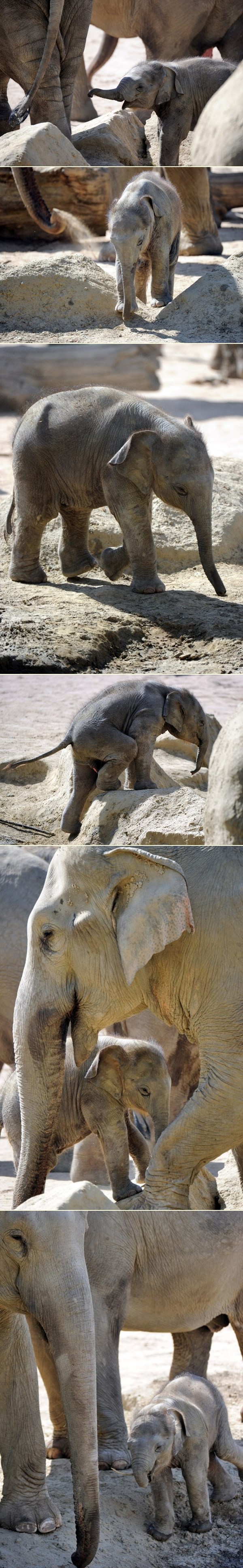 Slonić Bindi polako upoznaje svijet
