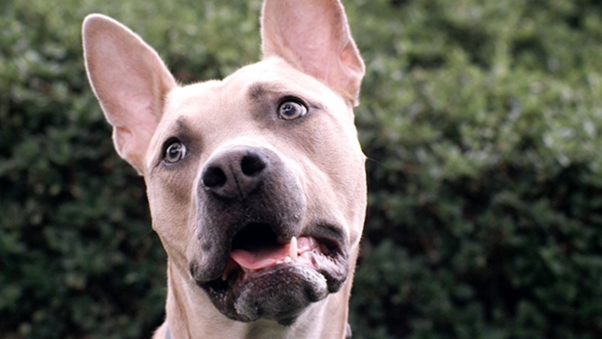 VIDEO: Usporena snimka reakcije pasa na lavež drugih pasa