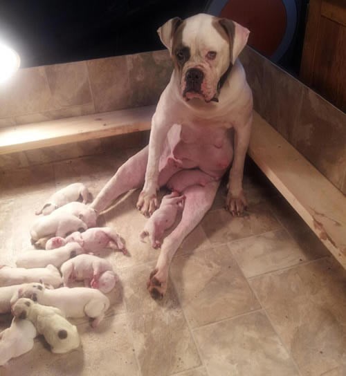 Peseki se tek okotili, a mama već izgleda zgaženo od umora