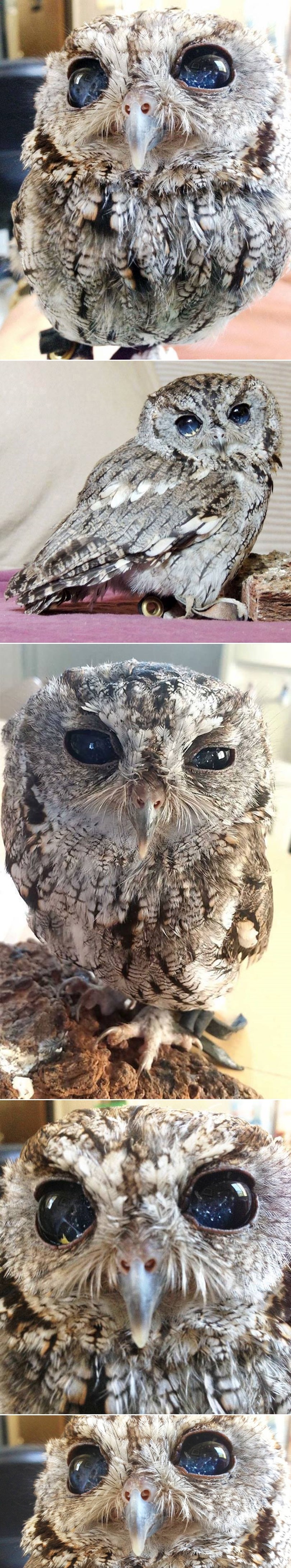 GALERIJA: Medena sovica sa svemirom u očima