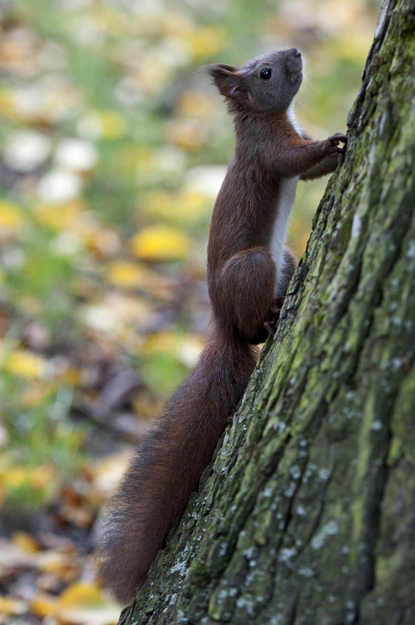 Ma koliko još do te rupe s lješnjacima?!