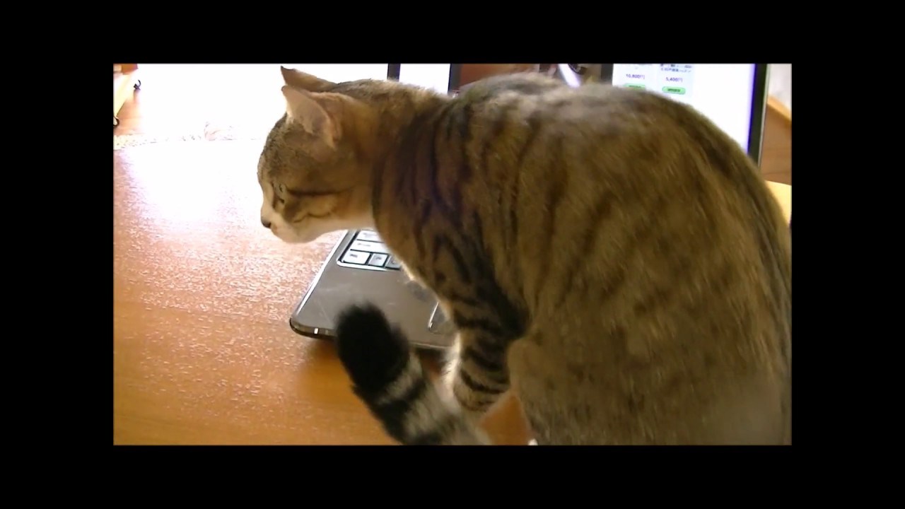 Mačka pokušala spasiti mače s YouTube videa, mislila da je u laptopu