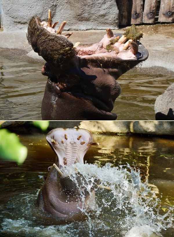 Evo odakle ona "zijevaš kao nilski konj"