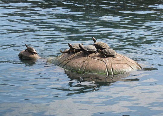 Najhrabriji Korni Kornjača ponosno navigira s mamine glave